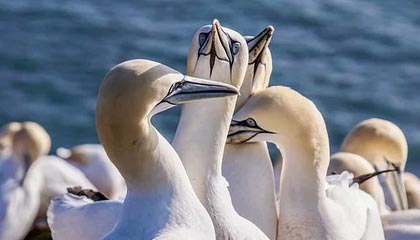 开云中国-激情拉开序幕：亚洲杯赛体验竞技乐趣，亚洲区比赛