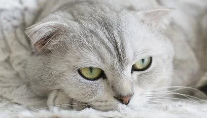 开云中国-激情拉开序幕：亚洲杯赛体验竞技乐趣，亚洲区比赛